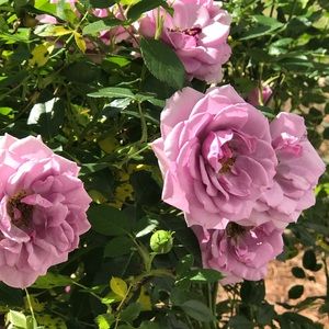 Meet your Posher, Jackie